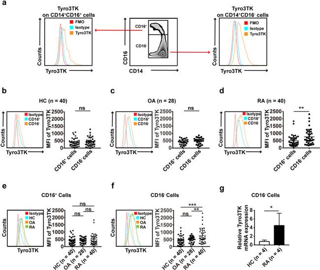 CD14 Antibody in Flow Cytometry (Flow)