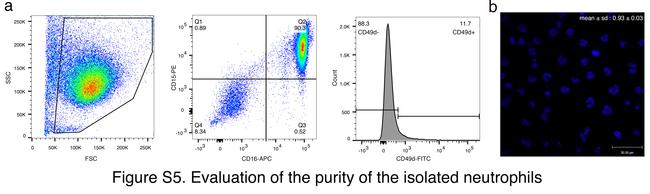 CD15 Antibody in Flow Cytometry (Flow)