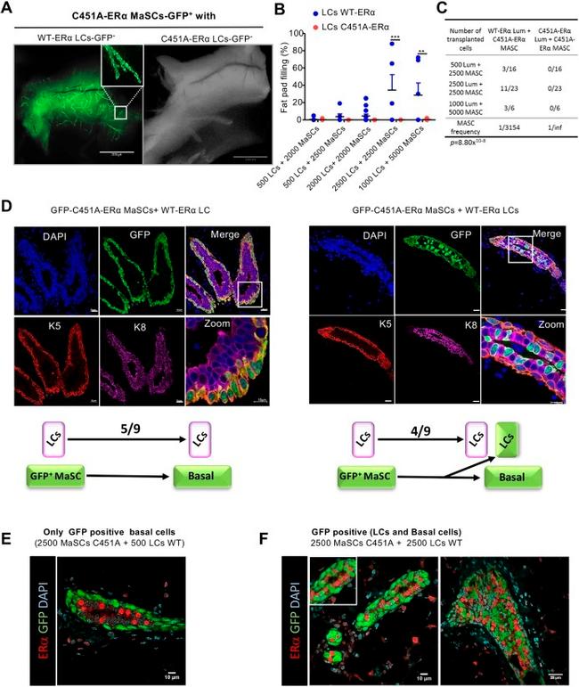 CD29 (Integrin beta 1) Antibody in Flow Cytometry (Flow)