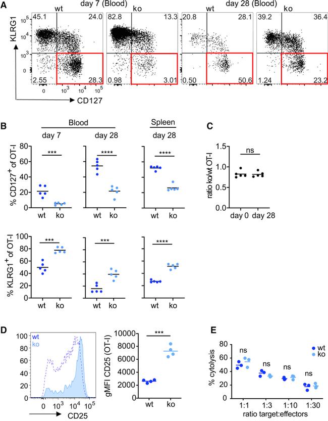 CD25 Antibody in Flow Cytometry (Flow)