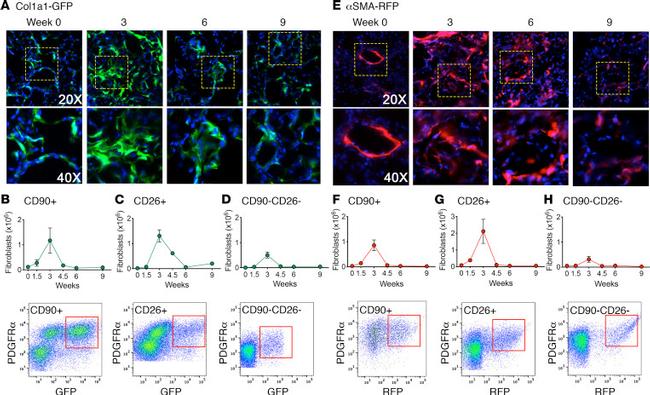 CD90.2 (Thy-1.2) Antibody in Flow Cytometry (Flow)