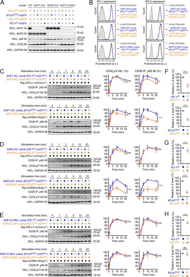 CD279 (PD-1) Antibody in Flow Cytometry (Flow)