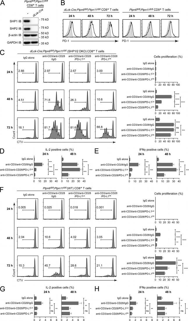 IFN gamma Antibody in Flow Cytometry (Flow)