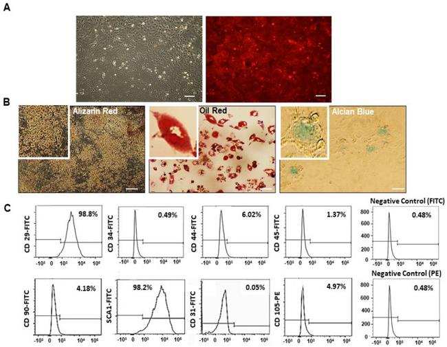 Ly-6A/E (Sca-1) Antibody in Flow Cytometry (Flow)