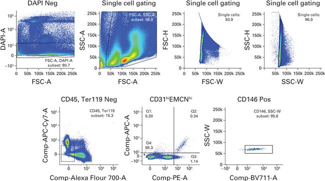 Endomucin Antibody in Flow Cytometry (Flow)