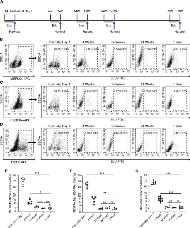 CD90.2 (Thy-1.2) Antibody in Flow Cytometry (Flow)