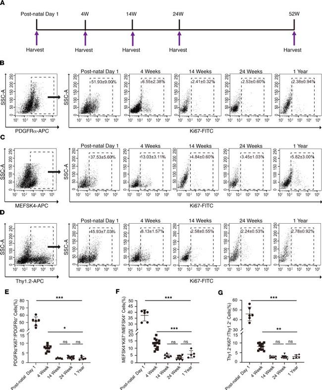 Ki-67 Antibody in Flow Cytometry (Flow)