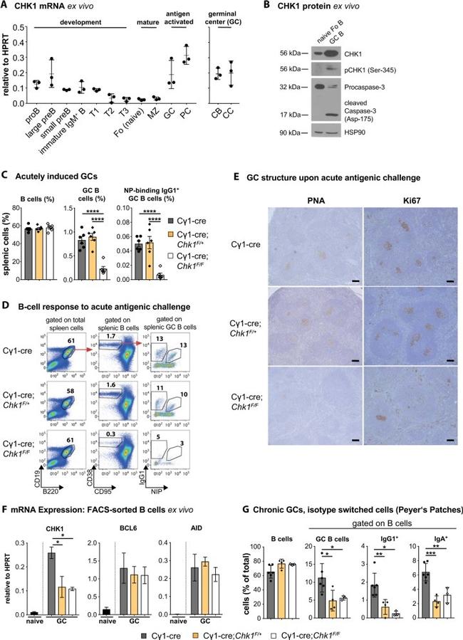 CD38 Antibody in Flow Cytometry (Flow)