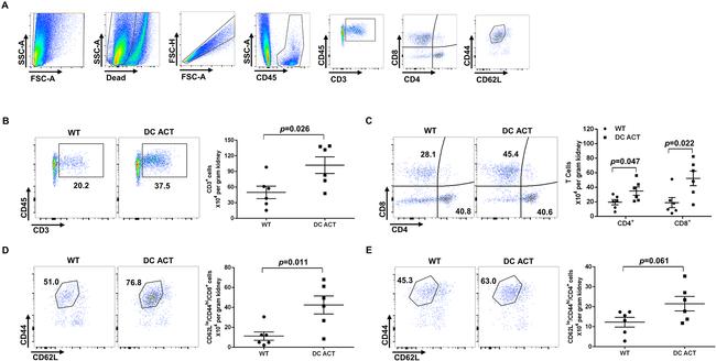 CD44 Antibody in Flow Cytometry (Flow)