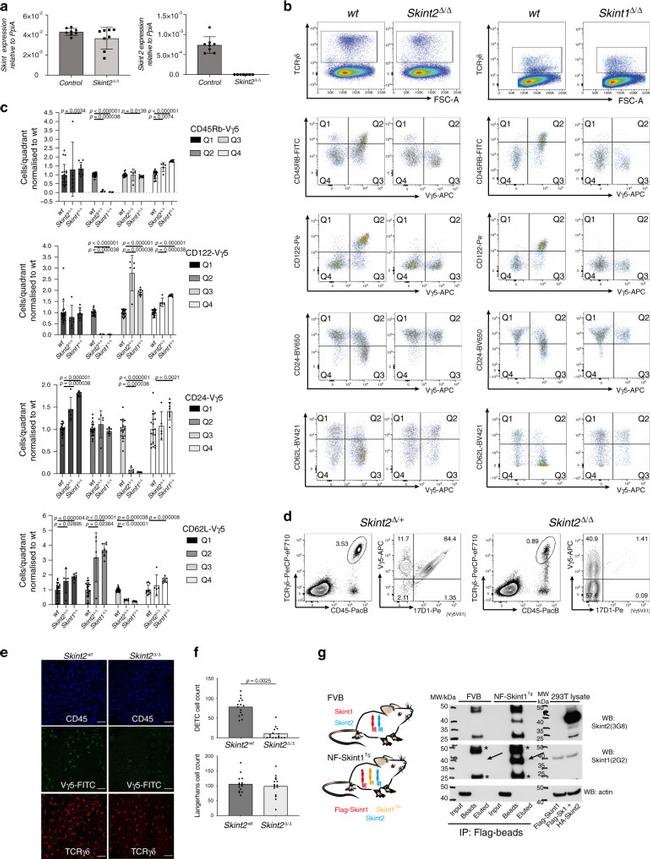 CD45RB Antibody in Flow Cytometry (Flow)