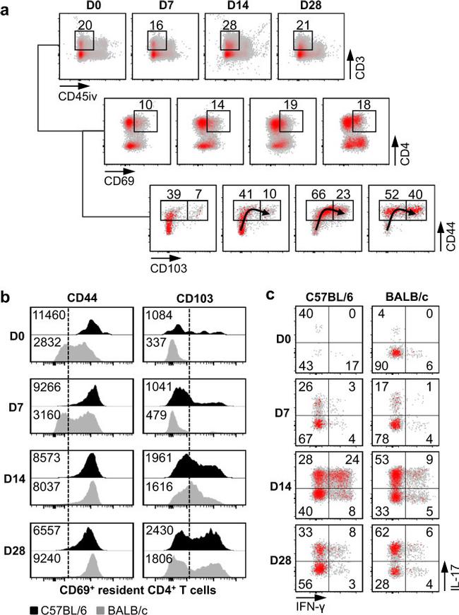 CD45 Antibody in Flow Cytometry (Flow)