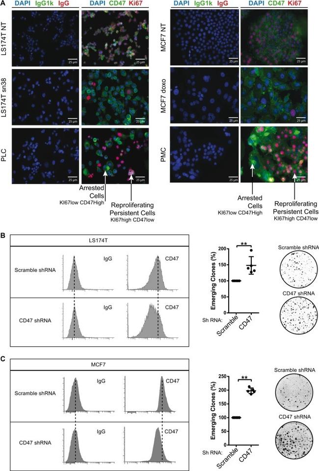 CD47 Antibody in Flow Cytometry (Flow)