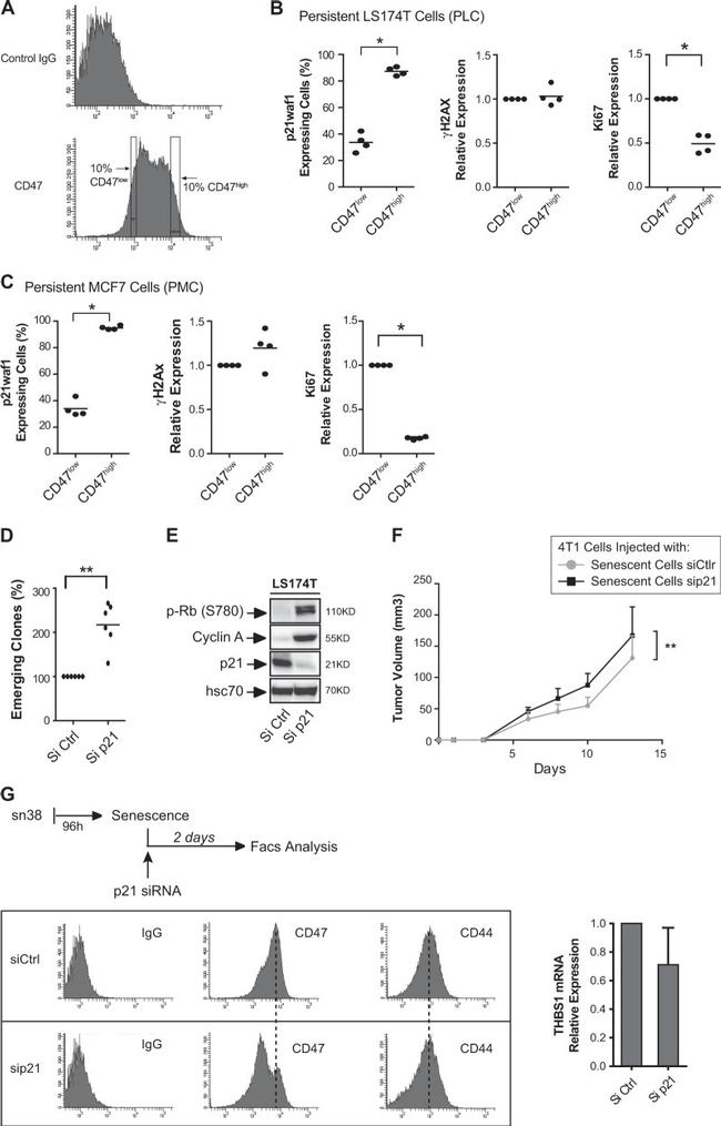 CD47 Antibody in Flow Cytometry (Flow)