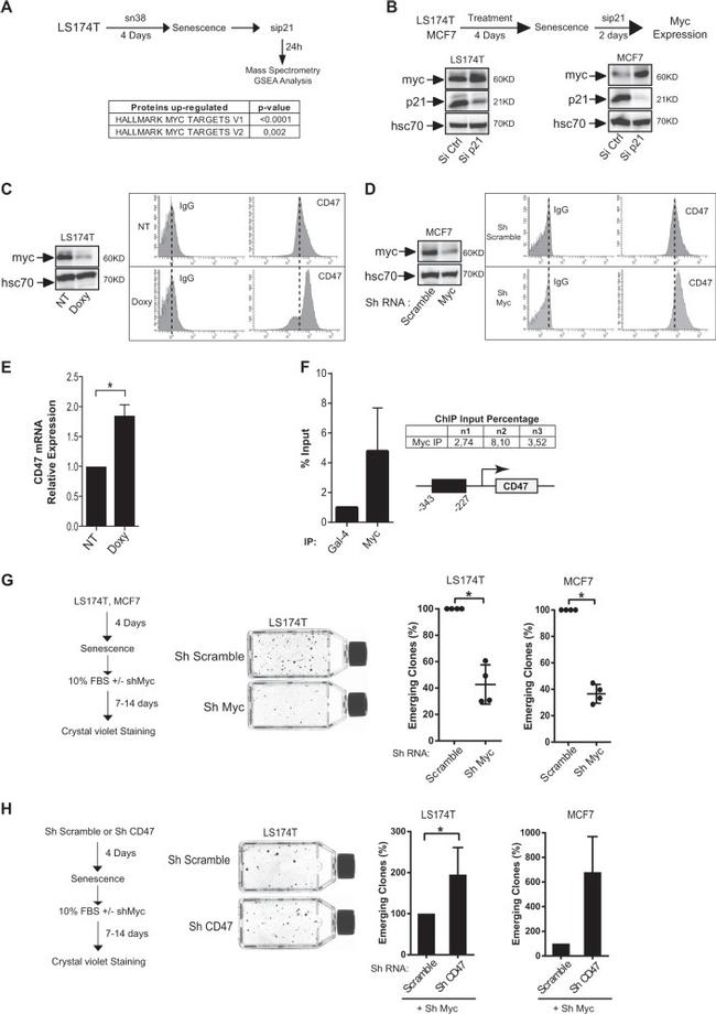 CD47 Antibody in Flow Cytometry (Flow)