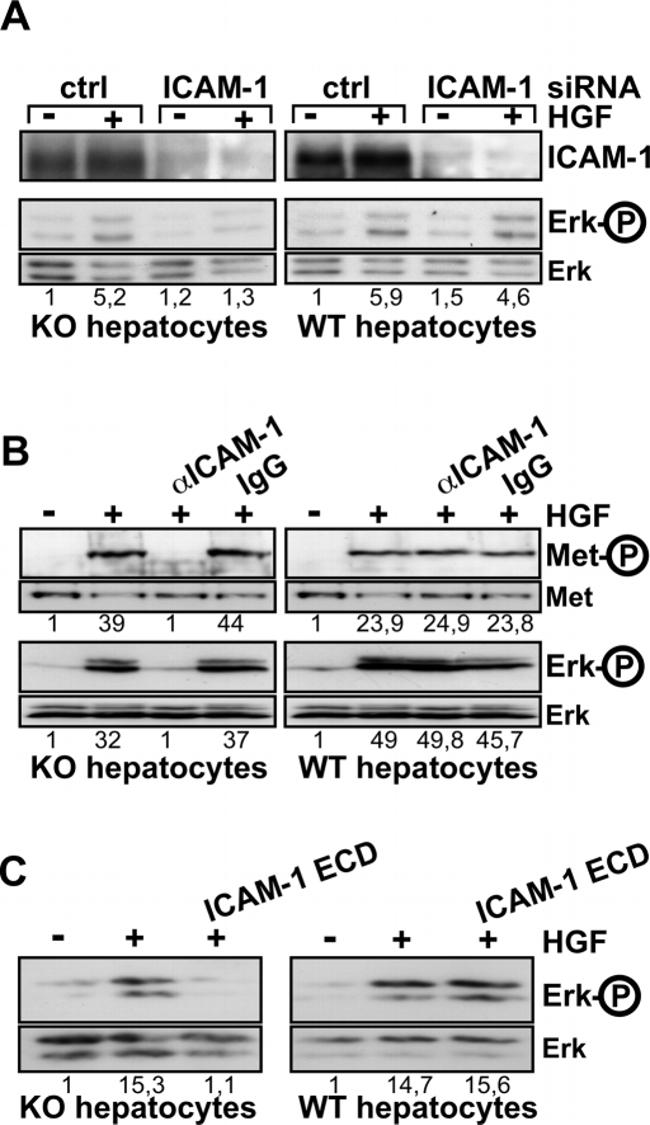 CD54 (ICAM-1) Antibody in Western Blot (WB)