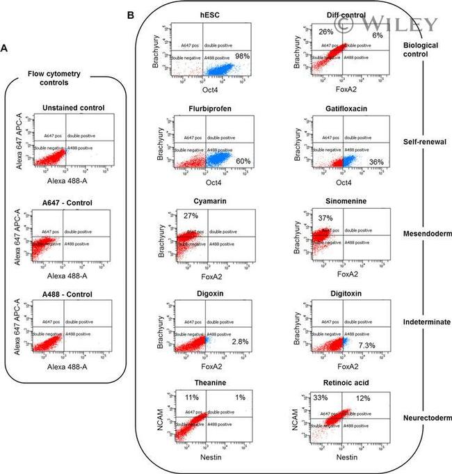 Nestin Antibody in Flow Cytometry (Flow)