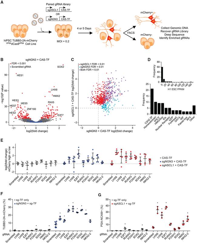 CD56 (NCAM) Antibody in Flow Cytometry (Flow)