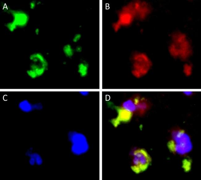 CD68 Antibody in Immunocytochemistry (ICC/IF)