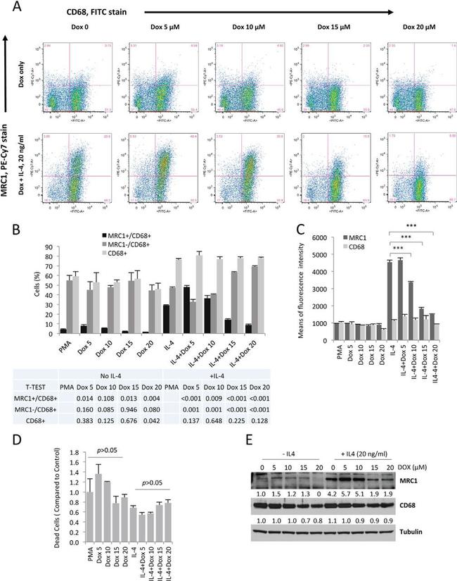 CD206 (MMR) Antibody in Flow Cytometry (Flow)