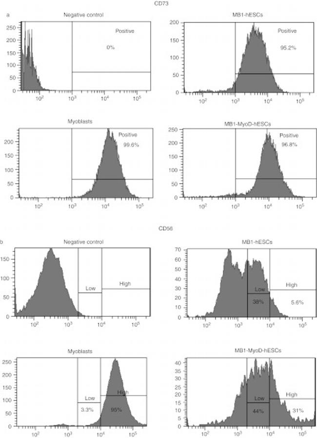 CD73 Antibody in Flow Cytometry (Flow)