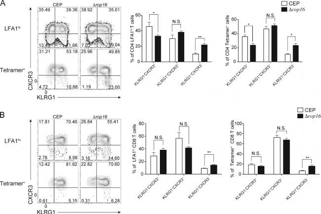 KLRG1 Antibody in Flow Cytometry (Flow)