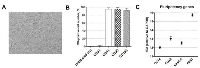 CD90 (Thy-1) Antibody in Flow Cytometry (Flow)