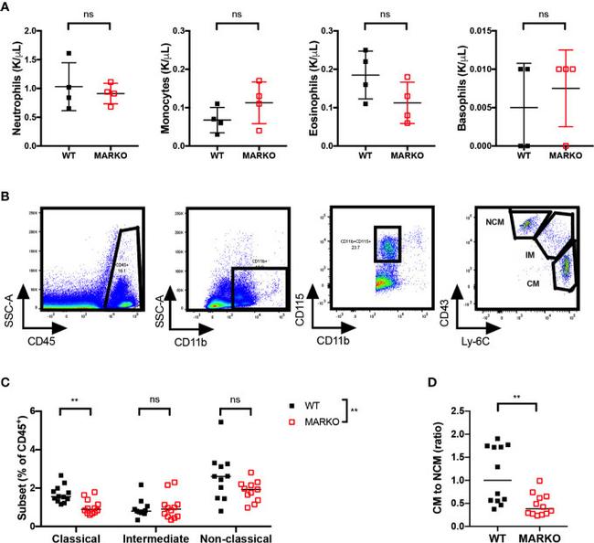 CD115 (c-fms) Antibody in Flow Cytometry (Flow)