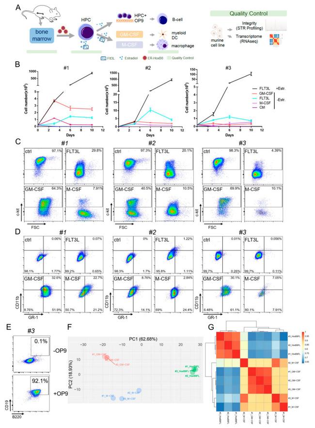 CD117 (c-Kit) Antibody in Flow Cytometry (Flow)