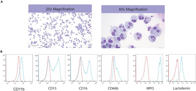 Lactoferrin Antibody in Flow Cytometry (Flow)