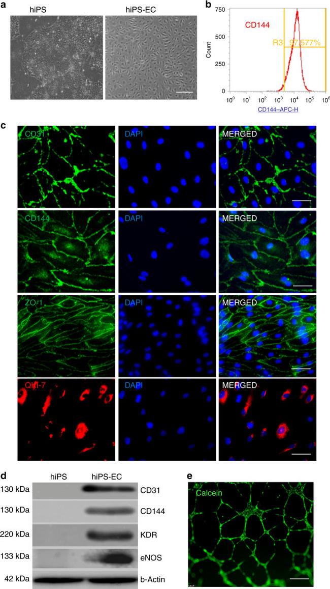 CD144 (VE-cadherin) Antibody in Flow Cytometry (Flow)