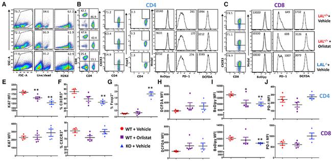 FOXP3 Antibody in Flow Cytometry (Flow)