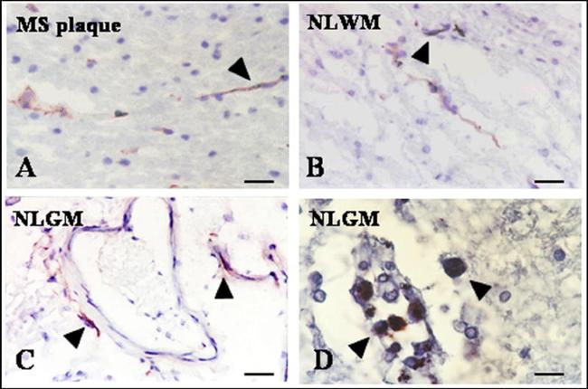 CD205 Antibody in Immunohistochemistry (Frozen) (IHC (F))