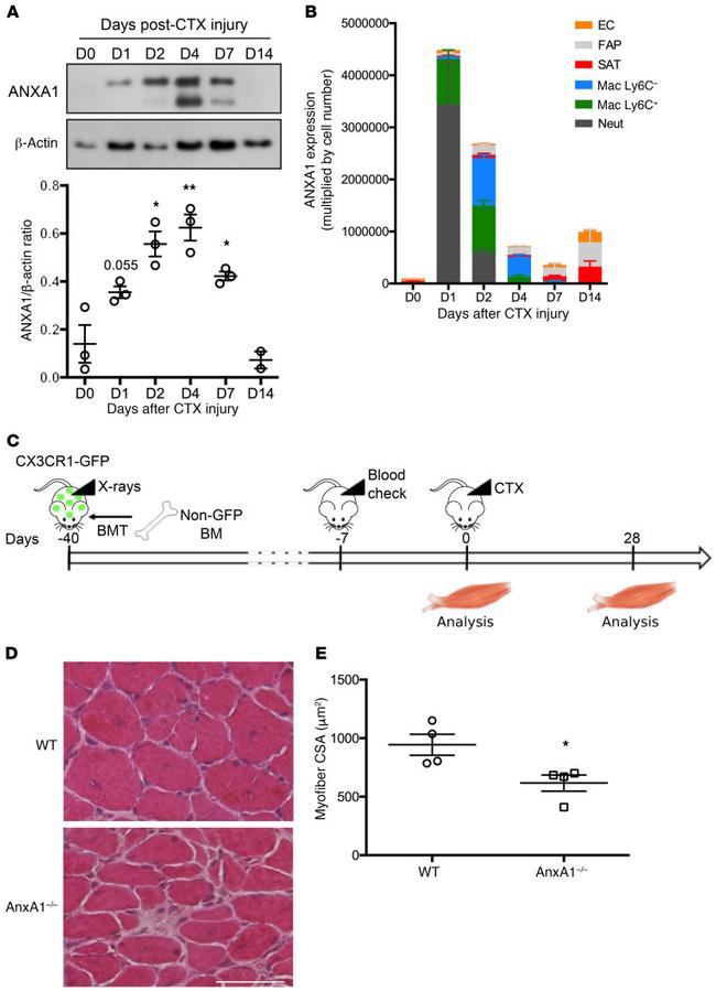 Annexin A1 Antibody in Western Blot (WB)