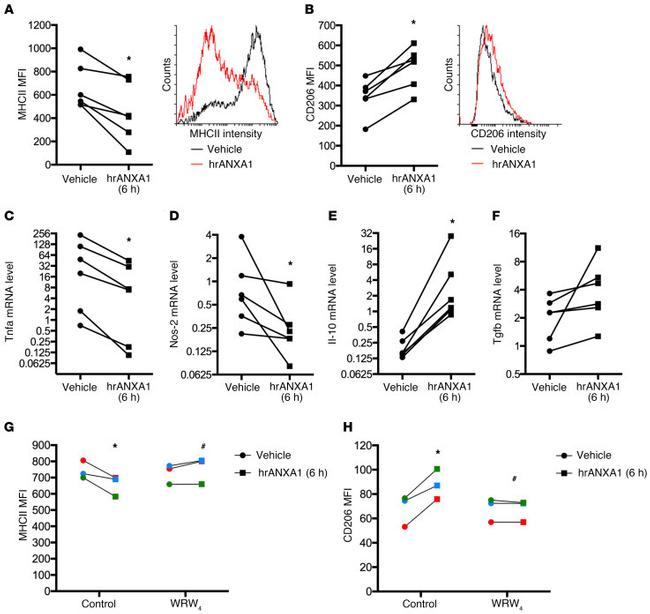 CD206 (MMR) Antibody in Flow Cytometry (Flow)