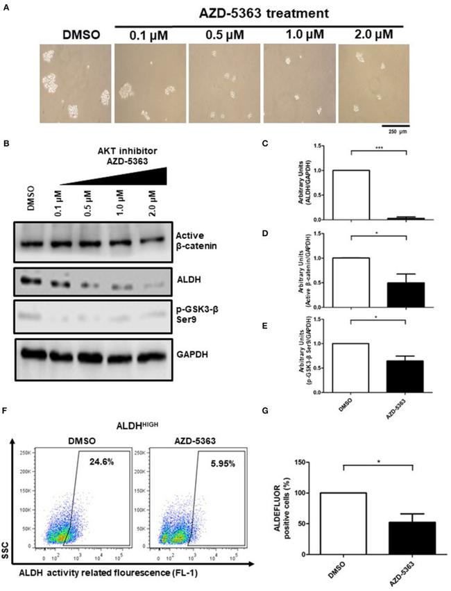 beta Catenin Antibody in Western Blot (WB)