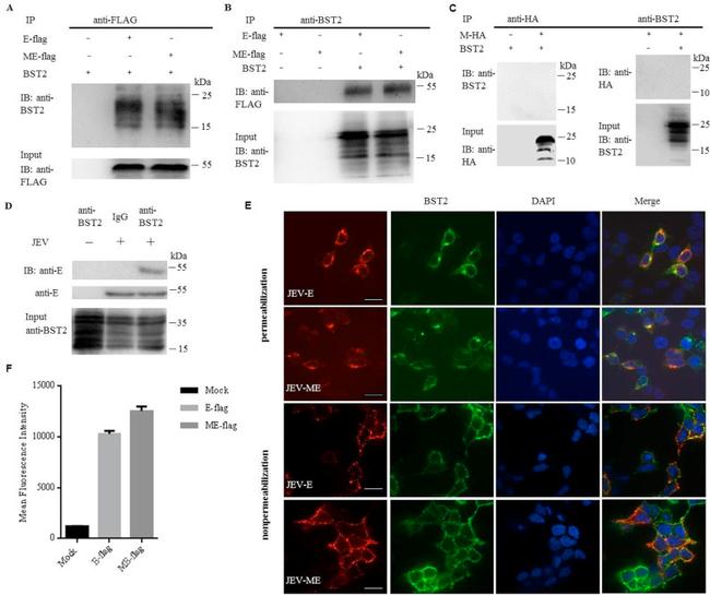 CD317 (BST2, PDCA-1) Antibody in Flow Cytometry (Flow)