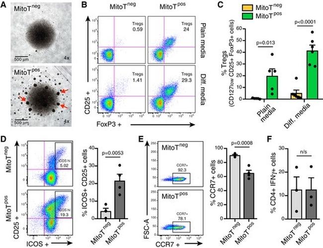 FOXP3 Antibody in Flow Cytometry (Flow)