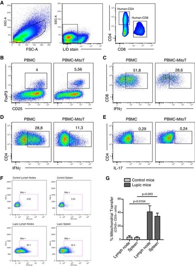 FOXP3 Antibody in Flow Cytometry (Flow)