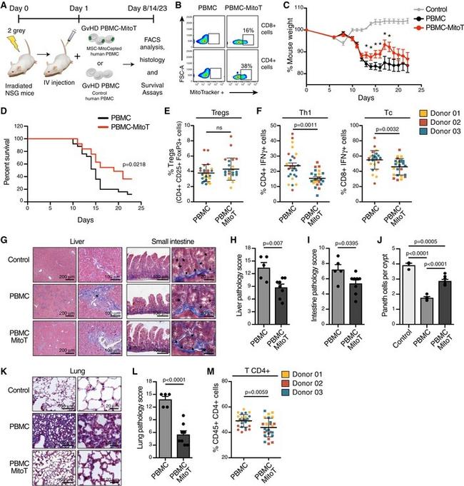 FOXP3 Antibody in Flow Cytometry (Flow)