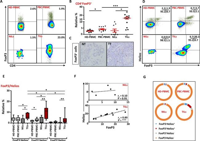 FOXP3 Antibody in Flow Cytometry (Flow)