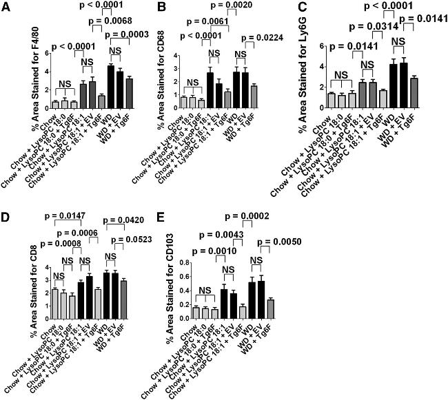 CD8 Antibody in Immunohistochemistry (IHC)