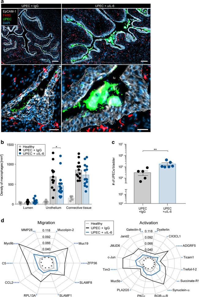 F4/80 Antibody in Immunohistochemistry (Frozen), Immunohistochemistry (PFA fixed) (IHC (F), IHC (PFA))