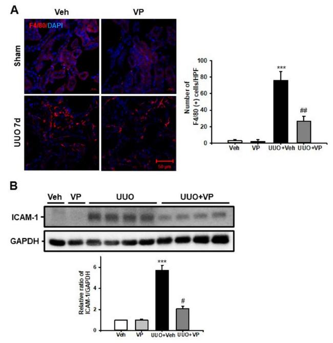 F4/80 Antibody in Immunohistochemistry (IHC)