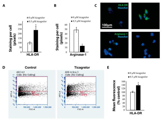 Arginase 1 Antibody in Immunocytochemistry (ICC/IF)