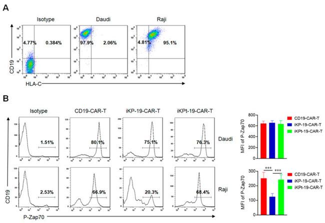 Phospho-ZAP70/Syk (Tyr319, Tyr352) Antibody in Flow Cytometry (Flow)