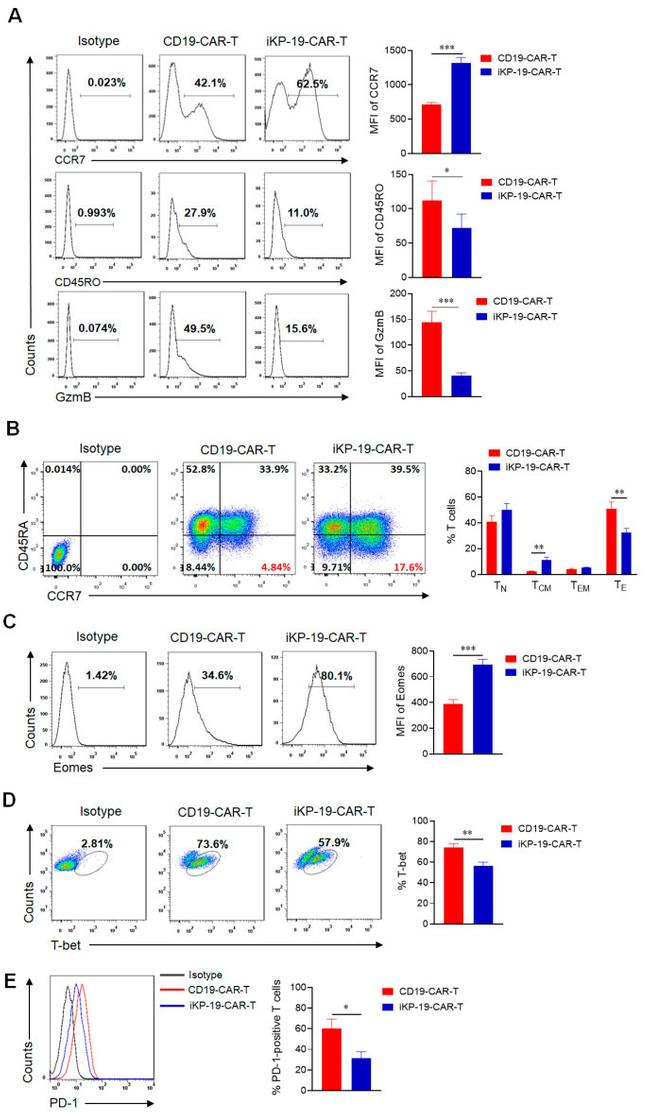 T-bet Antibody in Flow Cytometry (Flow)