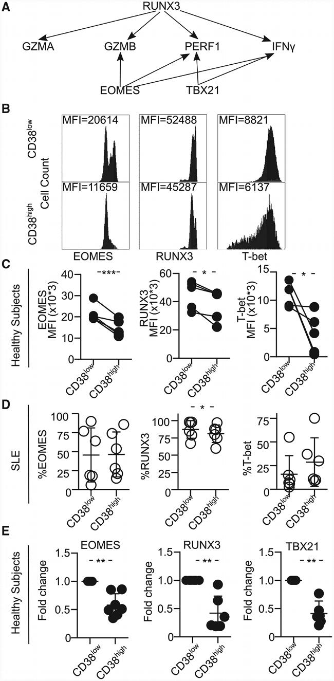 EOMES Antibody in Flow Cytometry (Flow)