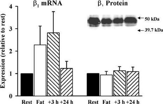 ATP1B1 Antibody in Western Blot (WB)