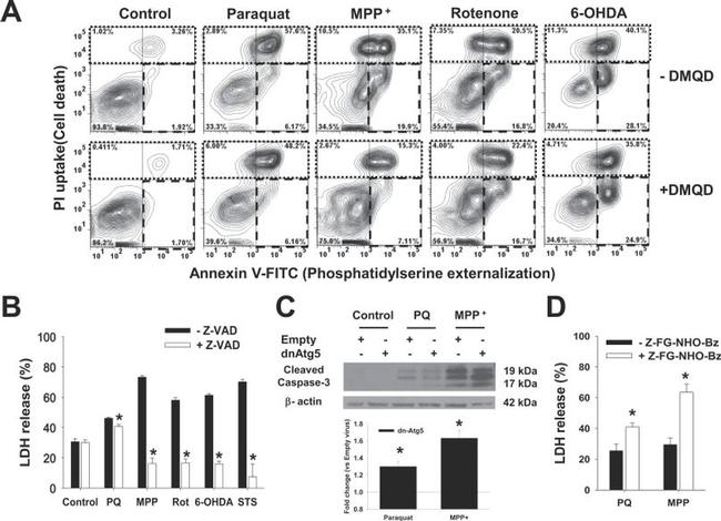 beta Actin Loading Control Antibody in Western Blot (WB)