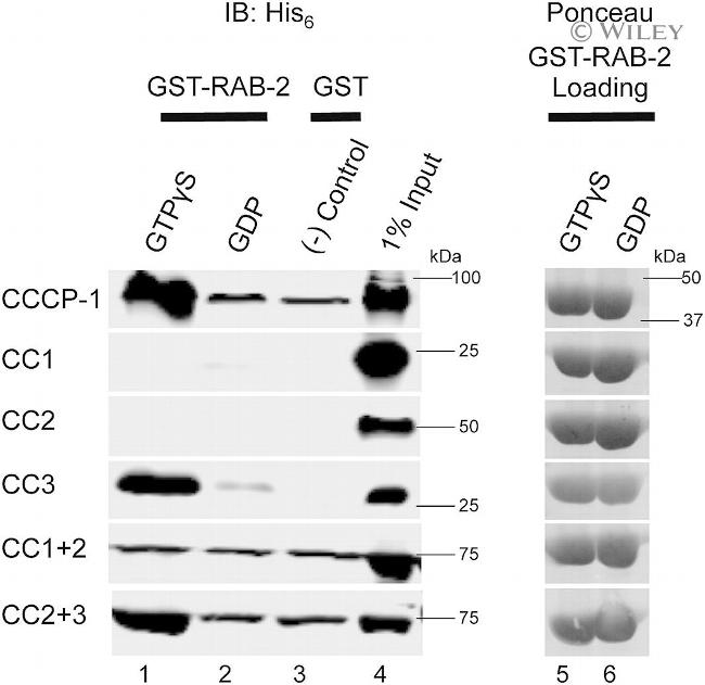 6x-His Tag Antibody in Western Blot (WB)